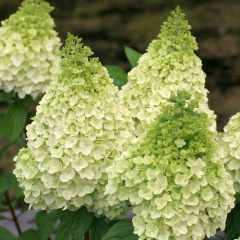 hydrangea-magical-kilimanjaro