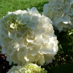 hydrangea-magical-mont-blanc_8