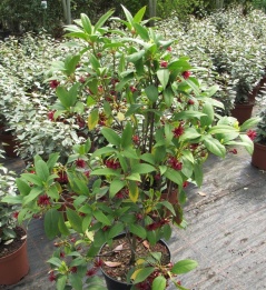 illicium-floridanum-halley-s-comet_3