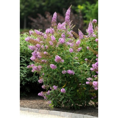 buddleja-davidii-flutterby-1