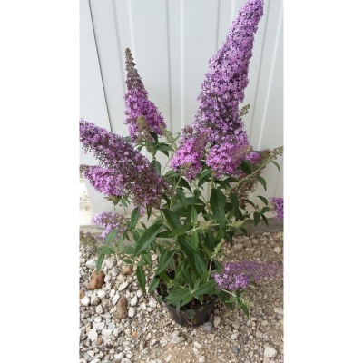 buddleja-davidii-flutterby-2_279416643