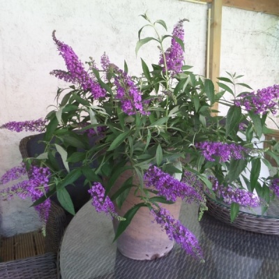 Buddleja davidii 'Sophie'