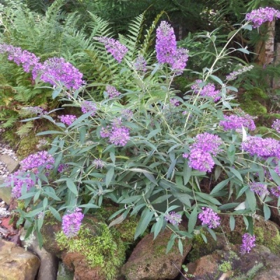 buddleja-davidii-sophie-3-600px-min