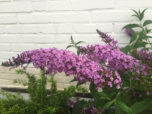 buddleja-davidii-sophie_3