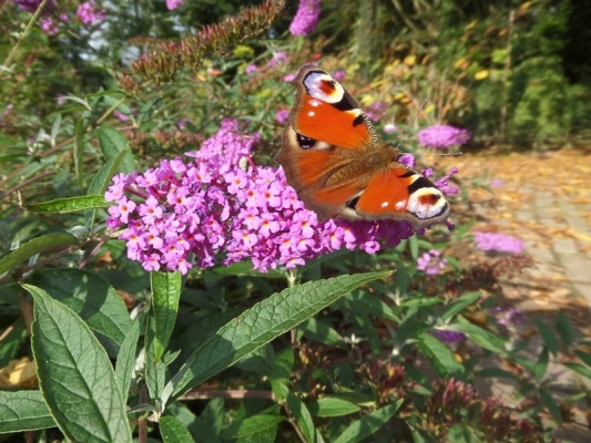 Buddleja davidii 'Sophie'