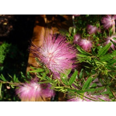 calliandra-surinamensis-1_244969492