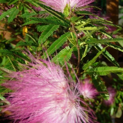 calliandra-surinamensis-4_45418572