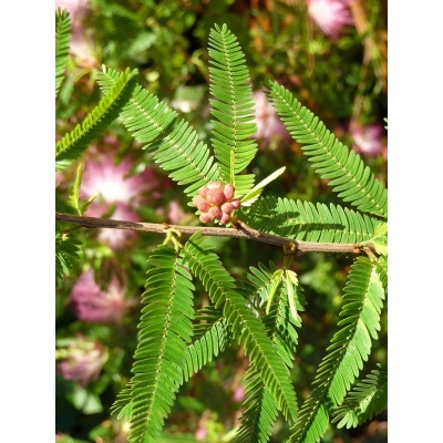 calliandra-surinamensis_2_740657183