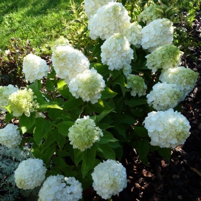 hydrangea-magical-mont-blanc