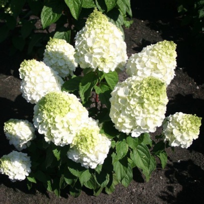 hydrangea-magical-mont-blanc_1