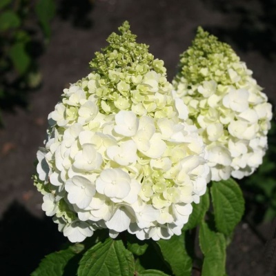 hydrangea-magical-mont-blanc_3