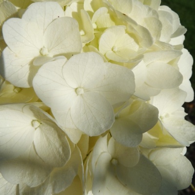 hydrangea-magical-mont-blanc_7