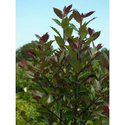 ilex-meserveae-heckenblau-pbr-hach1_1