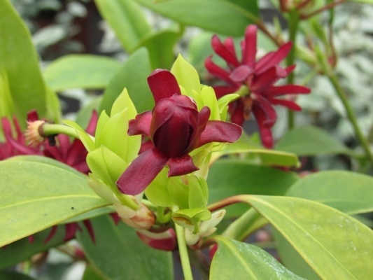 illicium-floridanum-halley-s-comet_2