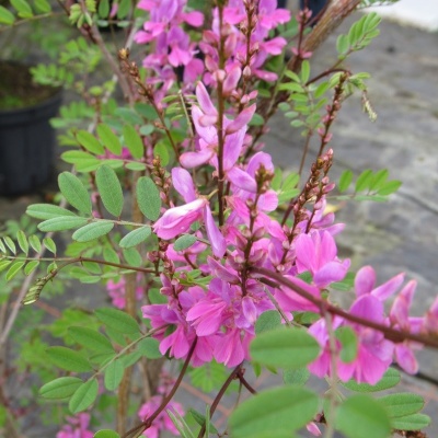 indigofera-himalayensis-silk-road