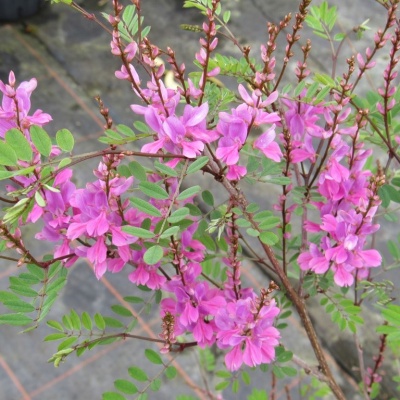 indigofera-himalayensis-silk-road_1