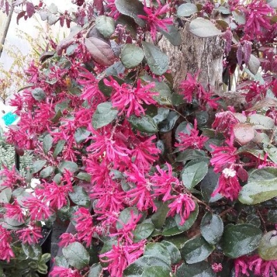 loropetalum-chinense-rouge-de-la-majorie