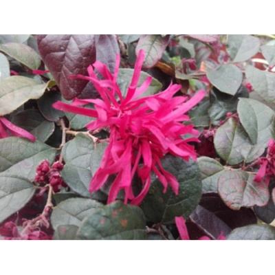 loropetalum-chinense-rouge-de-la-majorie_1