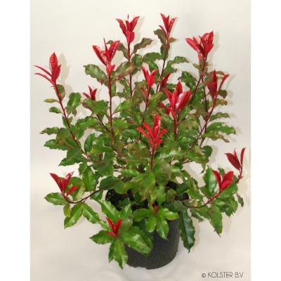 photinia-fraseri-magical-volcano-cov-kolmavoca