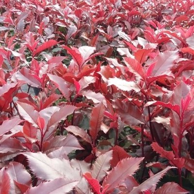 photinia-magical-volcano