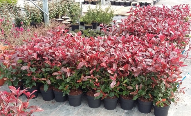 photinia-magical-volcano_1