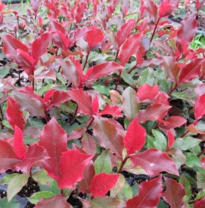 photinia-magical-volcano_3