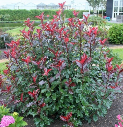 photinia-magical-volcano_8