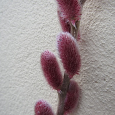 salix-mount-aso_2