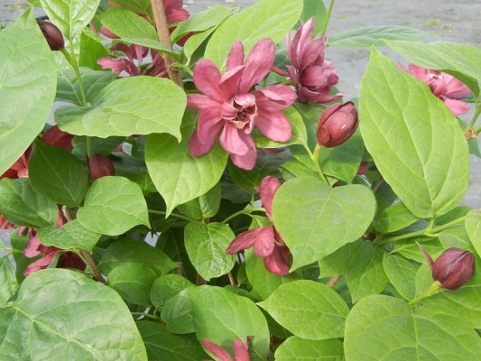 sinocalycanthus-x-raulstonii-hartlage-wine