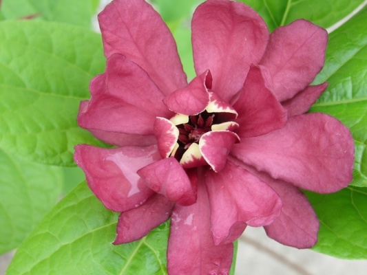 sinocalycanthus-x-raulstonii-hartlage-wine_1