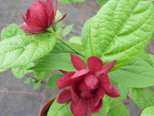 sinocalycanthus-x-raulstonii-hartlage-wine_2