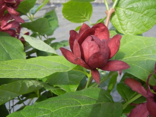 sinocalycanthus-x-raulstonii-hartlage-wine_3